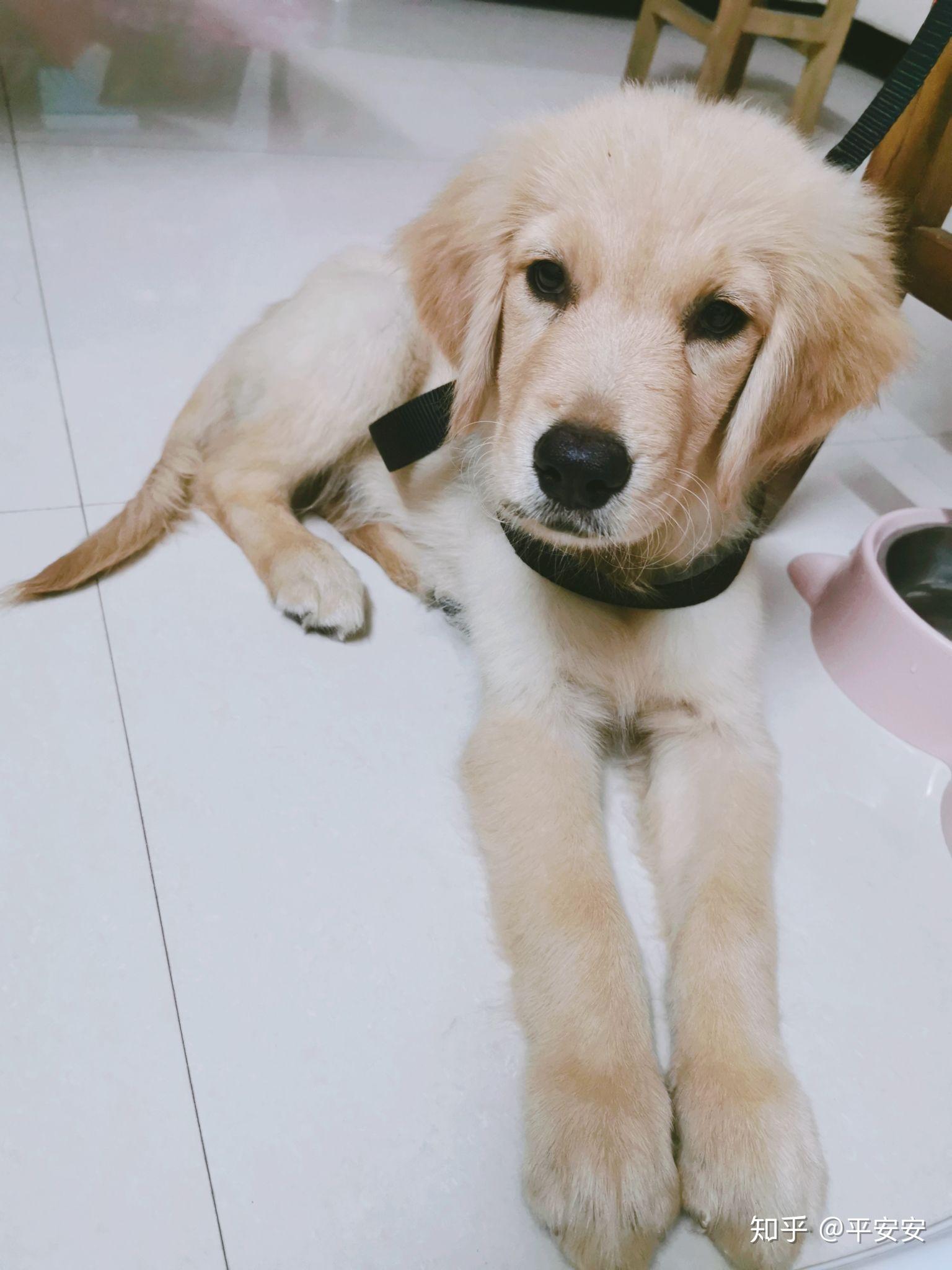 金毛长大后会很温顺吗?