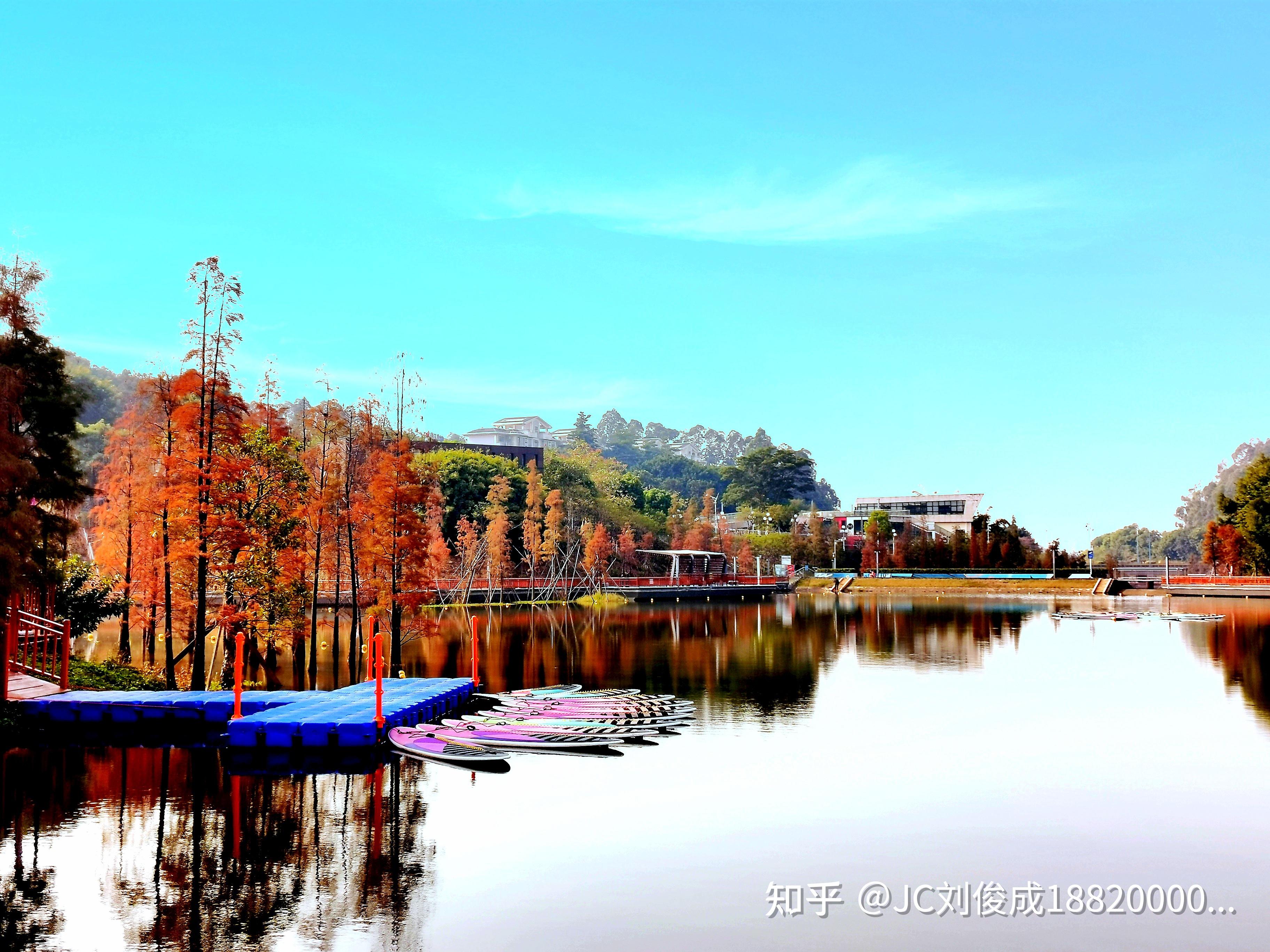 北歐的水漾森林南海大學城獅山槳板基地落羽松秘境