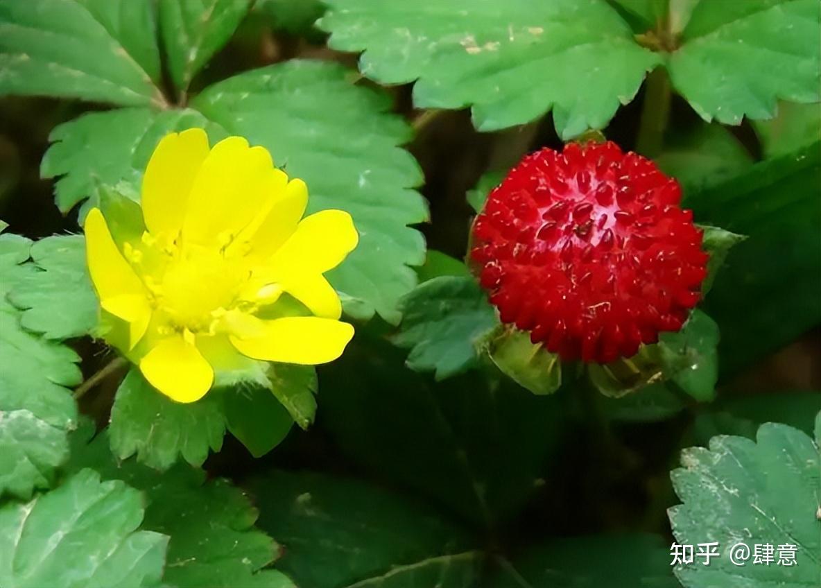 蛇莓在我国的分布很广,它在各地的叫法都有所不同,比如蛇泡草,蛇果,蛇