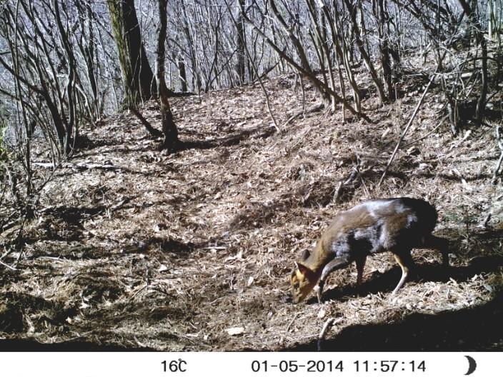 onick户外光学专家希望公众关注野生动物的生存状况,了解它们的自然