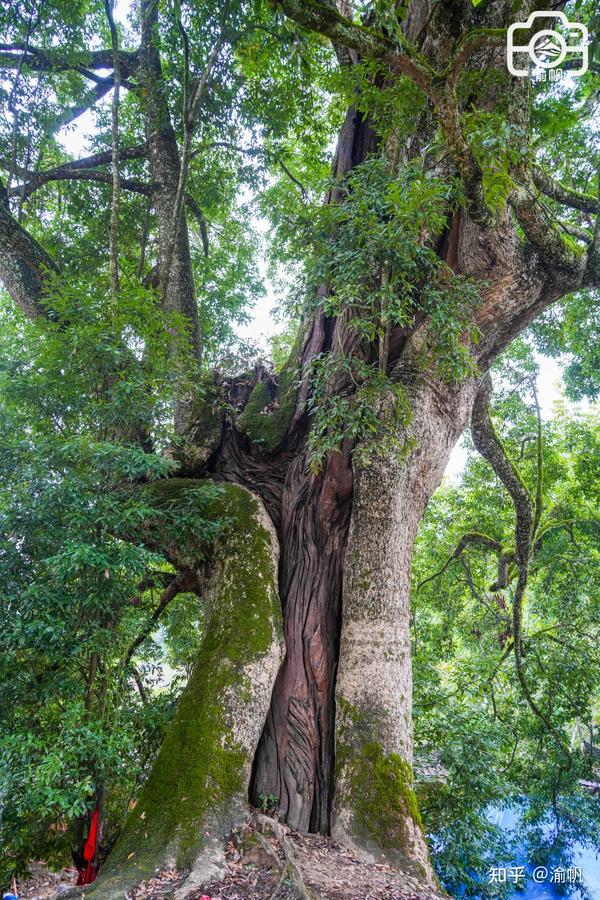 重庆发现世界最大的千年金丝楠木群,树王超1500年,你知道吗? - 知乎