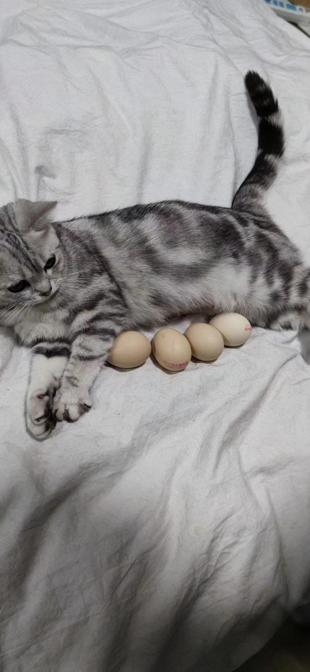 猫养多久才能下蛋?