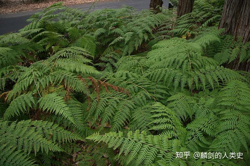 地球生物全系列植物篇薄囊蕨纲蕨目二