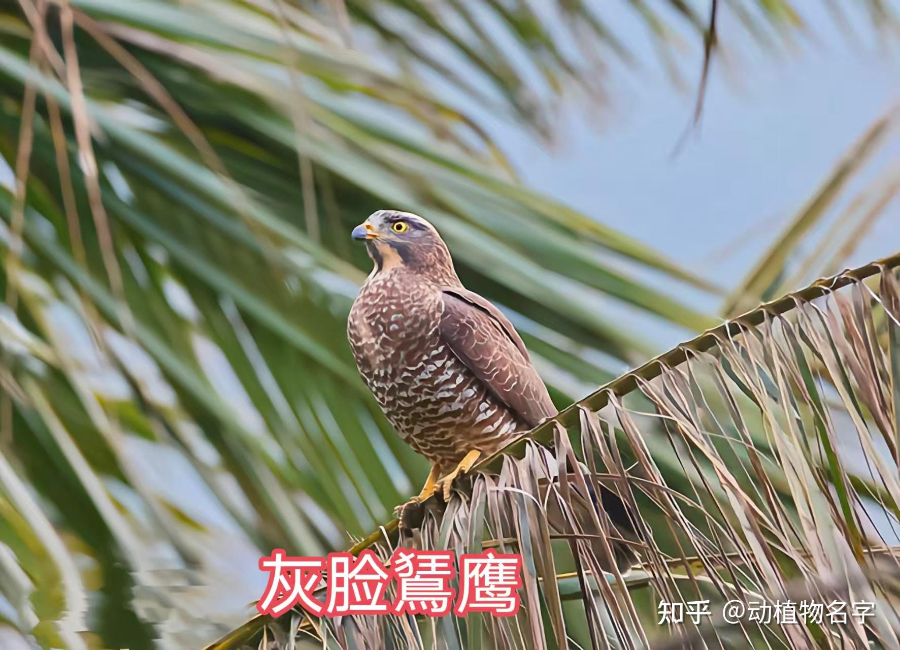 95图带您了解鹰科的鸟类,浅谈雕、鵟、鹰三类天空猛禽的区别 - 知乎