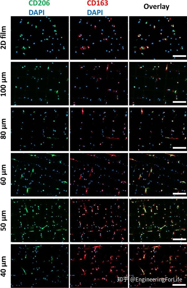 高精度多孔纤维支架诱导巨噬细胞延伸驱动m2型极化