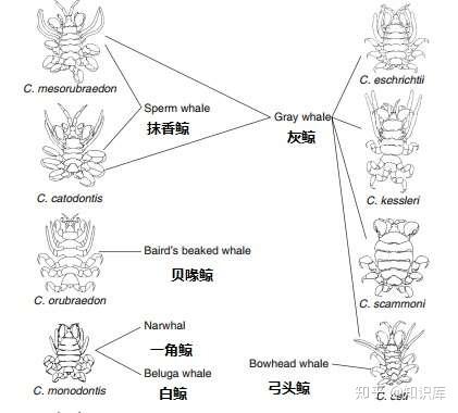 「知乎知识库」— 鲸虱