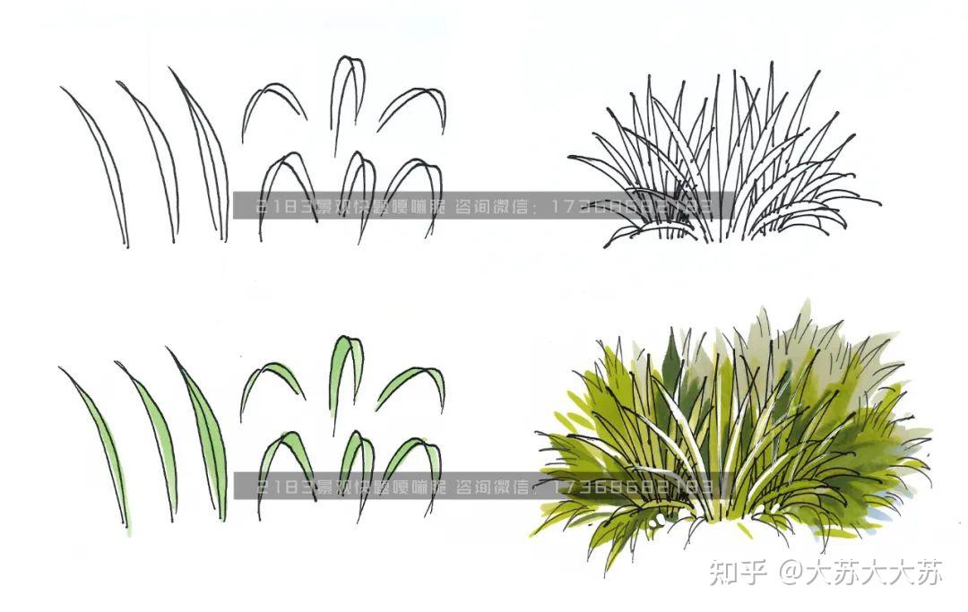 大蘇有畫說——溼地水生植物景觀手繪表達 - 知乎