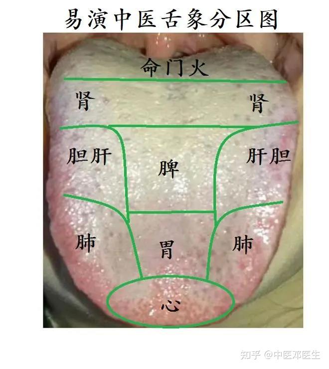 一张图看清楚舌象和脏腑的放映区关系! - 知乎