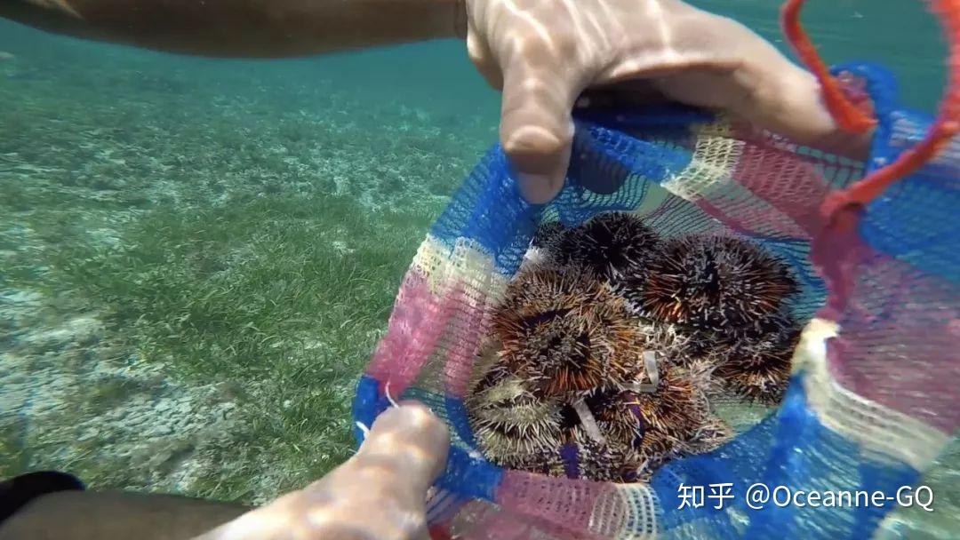 希望可以找到一些海胆子第一次做catch and cook这里很漂亮很漂亮现在