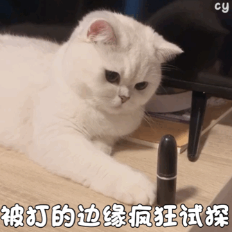 猫咪有这些行为,证明它智商很高,你养对了!