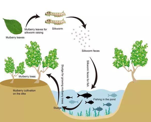 这些树是桑树,是用来养蚕的.