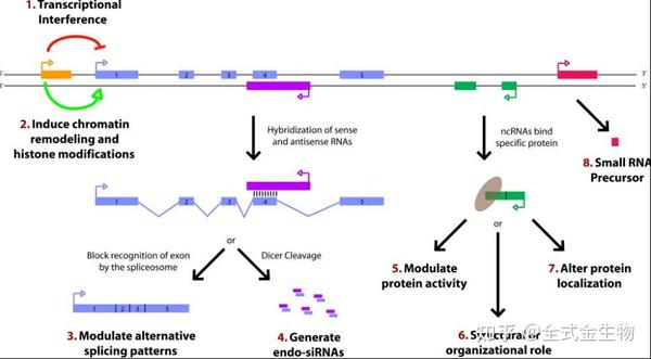 Lncrna的作用机制及研究方法 知乎