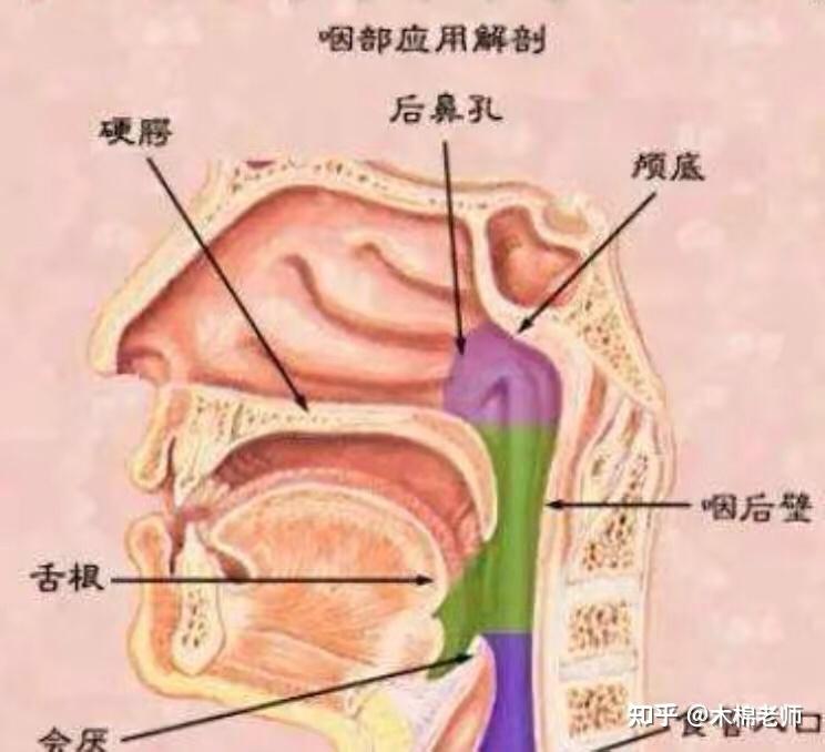 怎么挺软腭图片