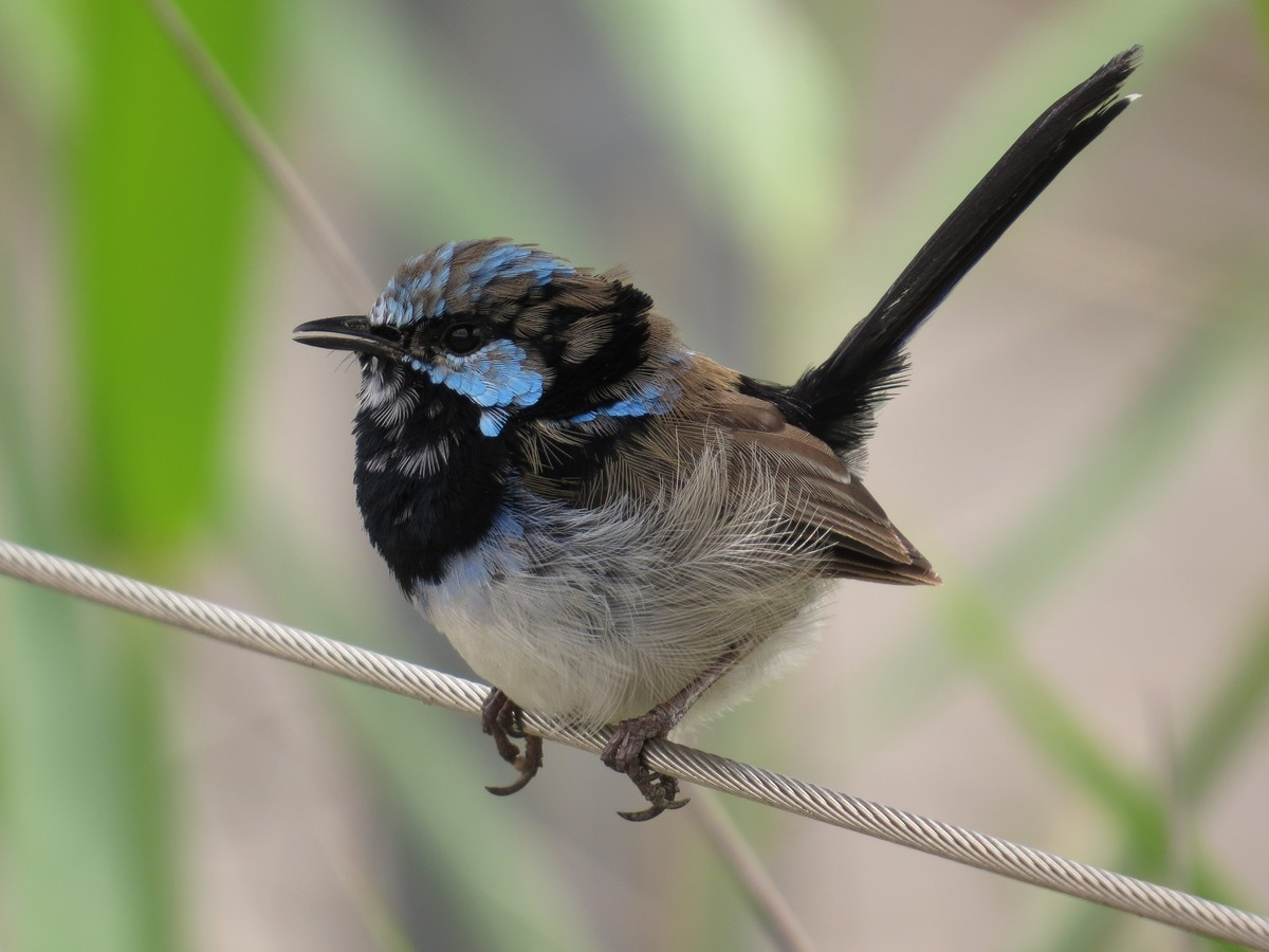 【鸟界奇葩事儿】细尾鹩莺竟靠歌声来挽回"爱情"? - 知乎