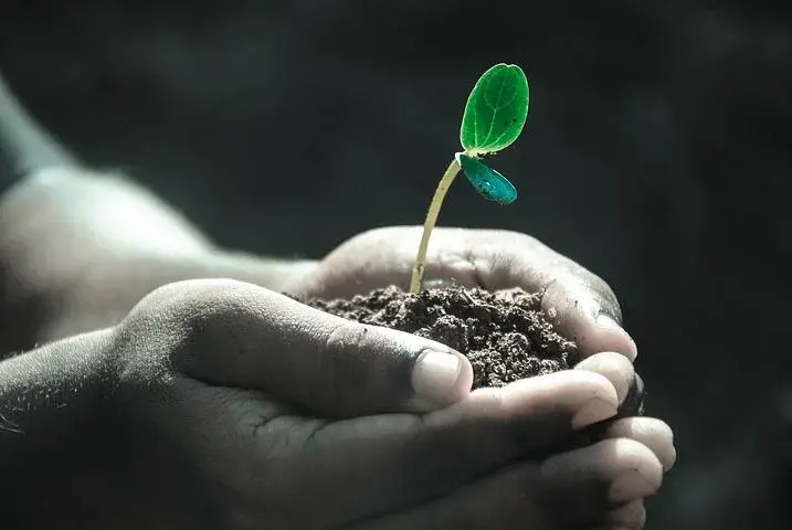 Nature Plants | 栾升教授团队发现植物适应低钾胁迫的新分子机制 - 知乎