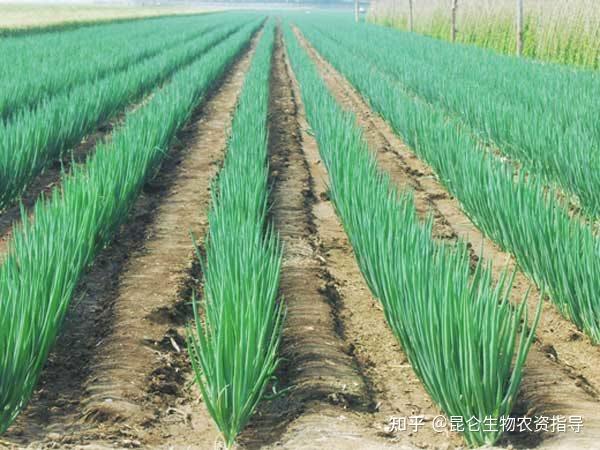 大葱根腐病怎么治温室种植大葱怎么管理产量高施肥建议有这些