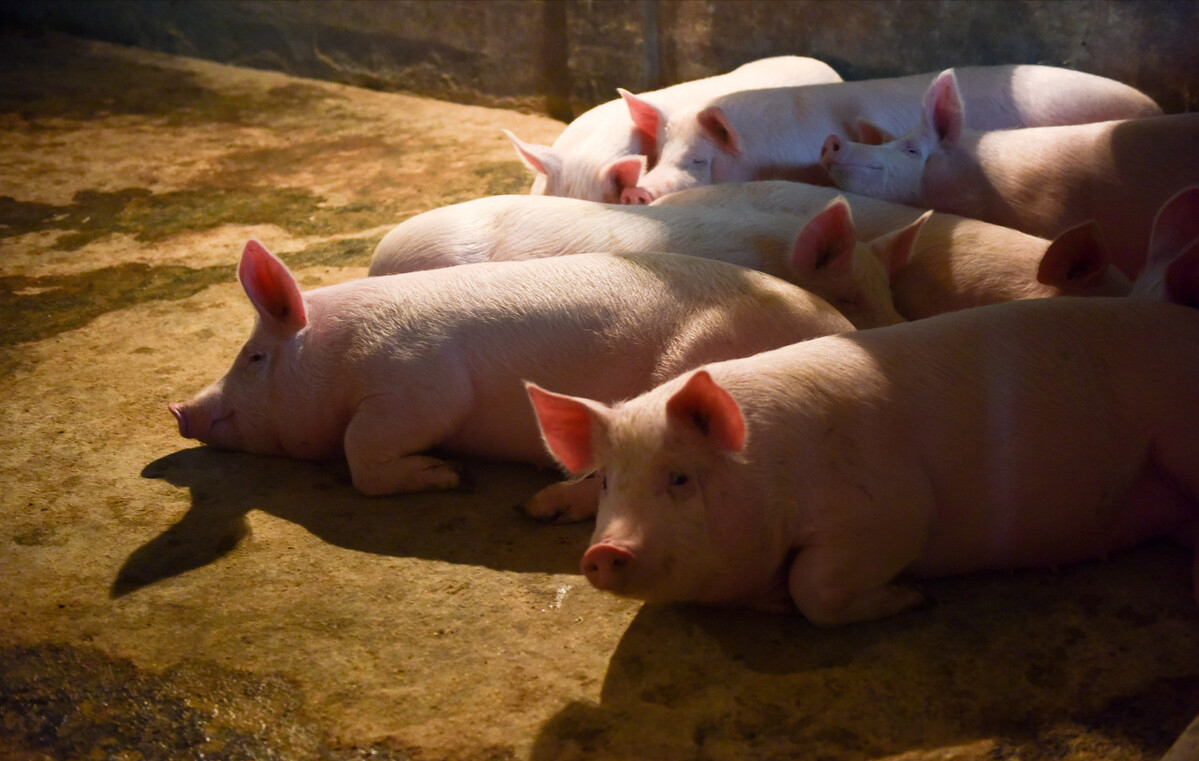 三,借鉴美国,看规模养殖化的猪周期
