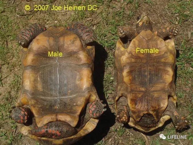 红腿陆龟分公母图片