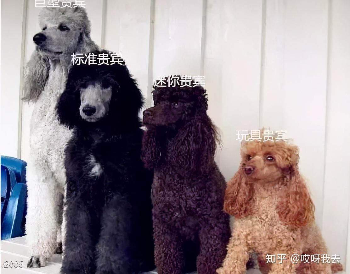 贵宾犬和泰迪的区别,看了这个,我终于明白了 