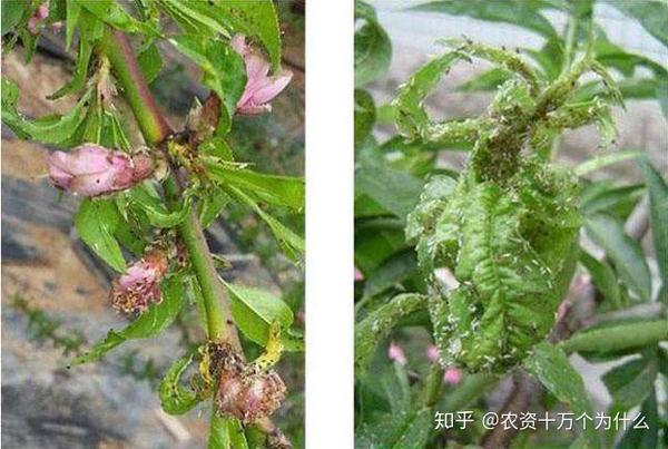 致桃农 桃树蚜虫什么时候防治效果最好 用什么药剂防治最佳呢 知乎