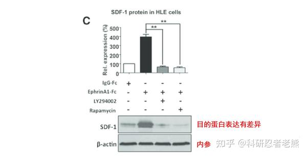 Western Blot western-blot