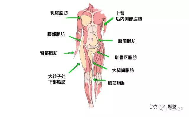 厌恶却珍贵的脂肪 