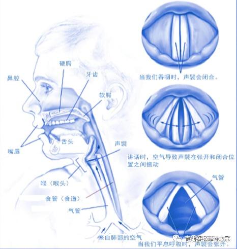 解剖学和生理学言语机制 - 知乎