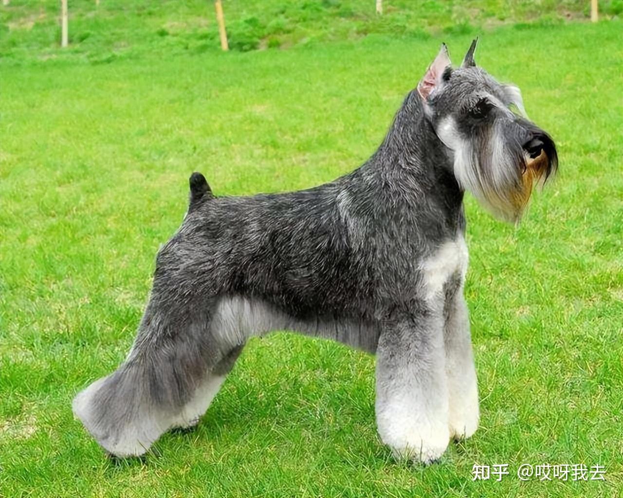 这些"巨型犬"很可怕,大到可以当马骑! - 知乎