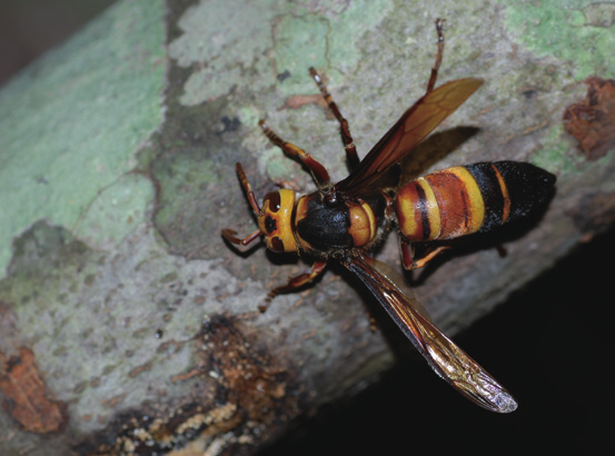 如何区分蜜蜂,胡蜂,黄蜂,马蜂,熊蜂以及那些长得像蜂的家伙?
