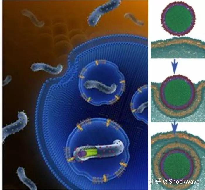 什么是动物细胞融合 v2-dec286f7e8ab5c03d258b3c5b0ef4193_r.jpg