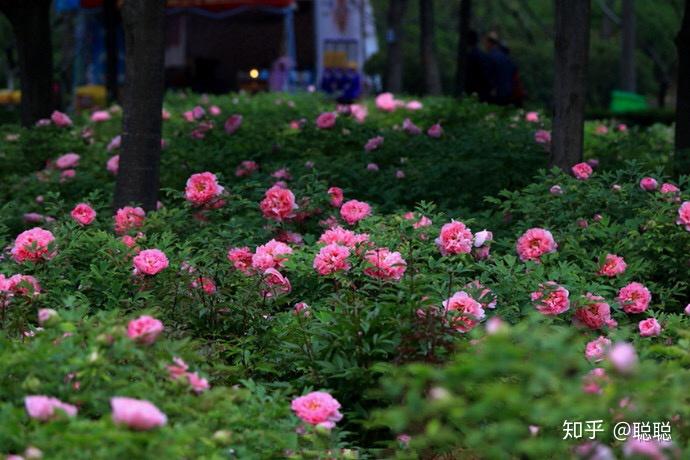 国花牡丹你了解吗?