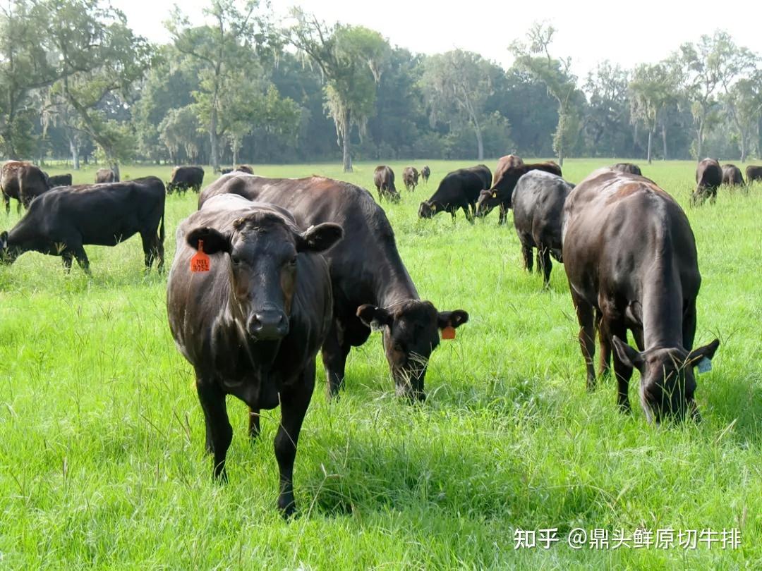 解锁世界四大名牛,带你了解高端牛肉味道