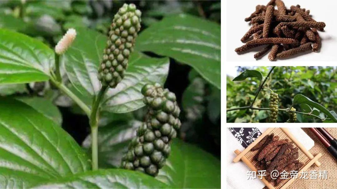 香精与香料(102)-荜茇 - 知乎