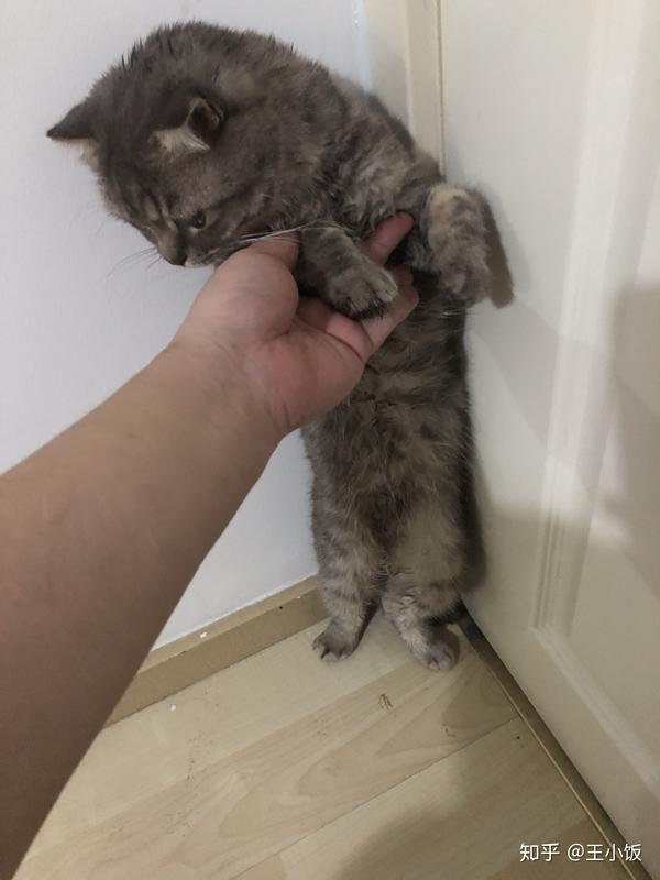 补张图之前某次跑丢了找了半天找回来 半身湿的被我按到墙角罚站