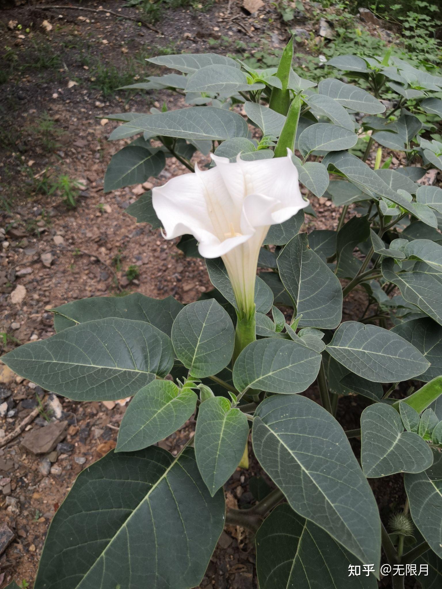 曼陀罗花叶子图片大全图片