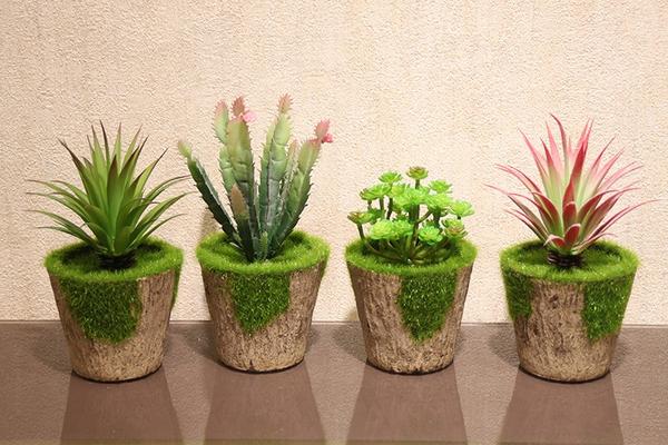 而盛放这些植物的花盆中,有一种叫作再生纸浆花盆