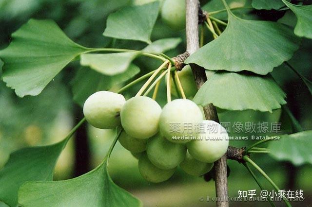 白果（中药材资料、植物图像、化学成分、含白果的中成药） - 知乎