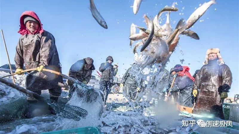 极地生活揭秘北极圈捕鱼引发的奇幻生活