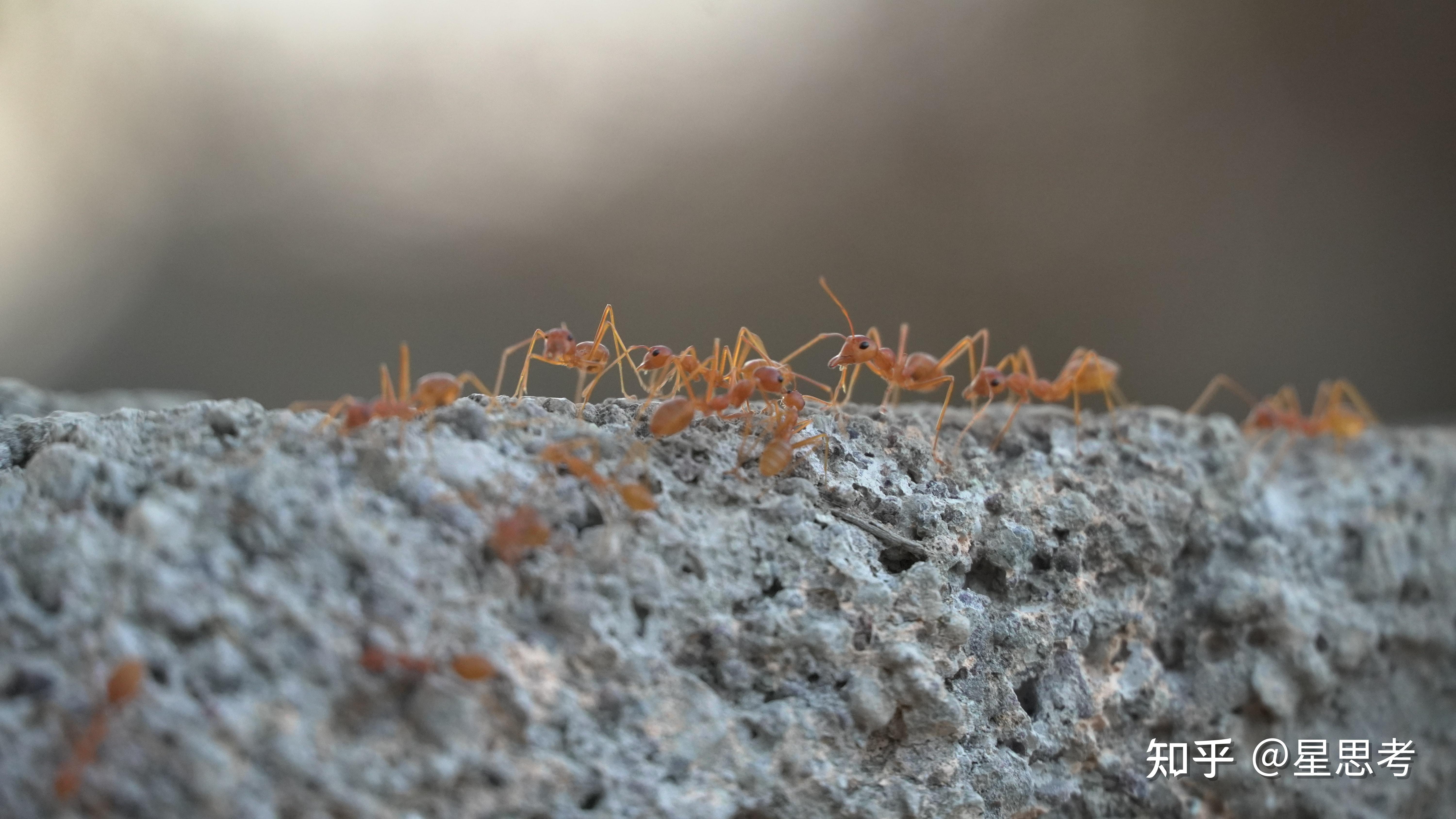 行军蚁是一个什么样的物种？ - 知乎