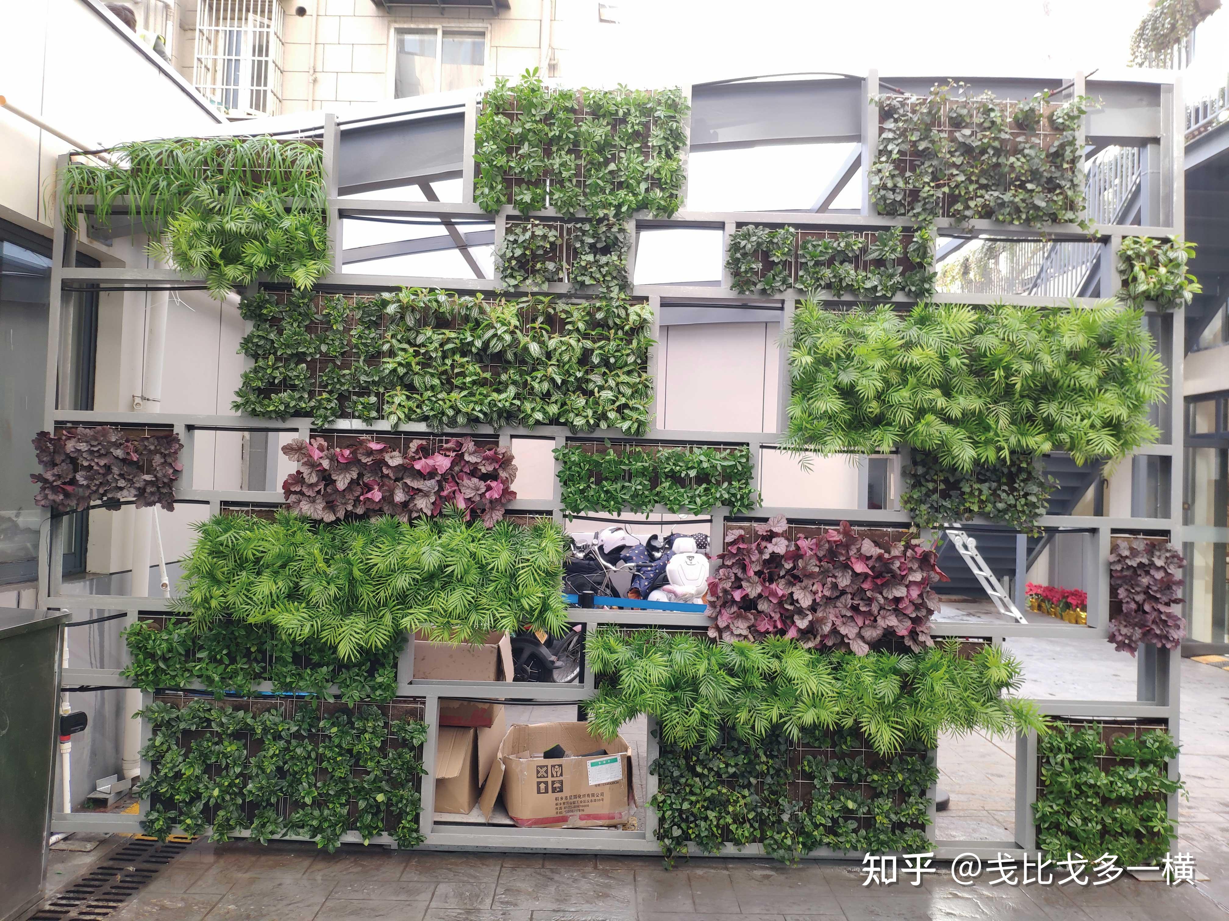 哪里有做植物墙的植物墙种一般什么植物