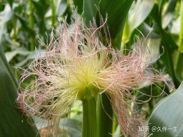 玉米是裸子植物还是被子植物 玉米是不是被子植物 桃丽网