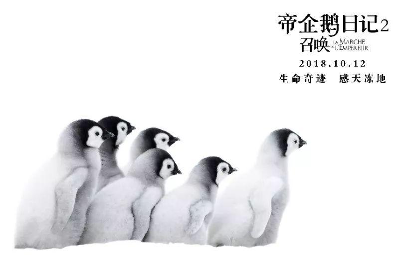 企鹅娘