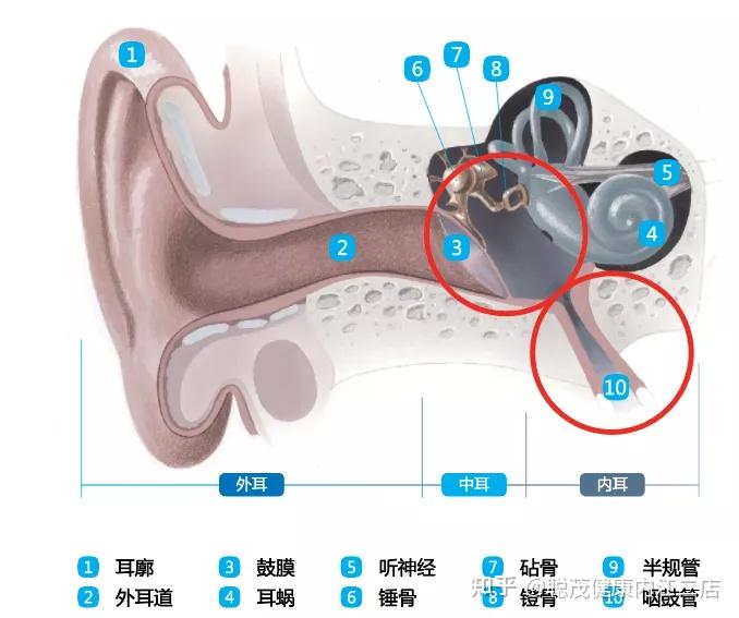 为什么儿童更易得中耳炎? - 知乎