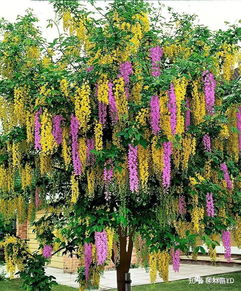 植物百科——那些开起花来惊艳你的树! - 知乎