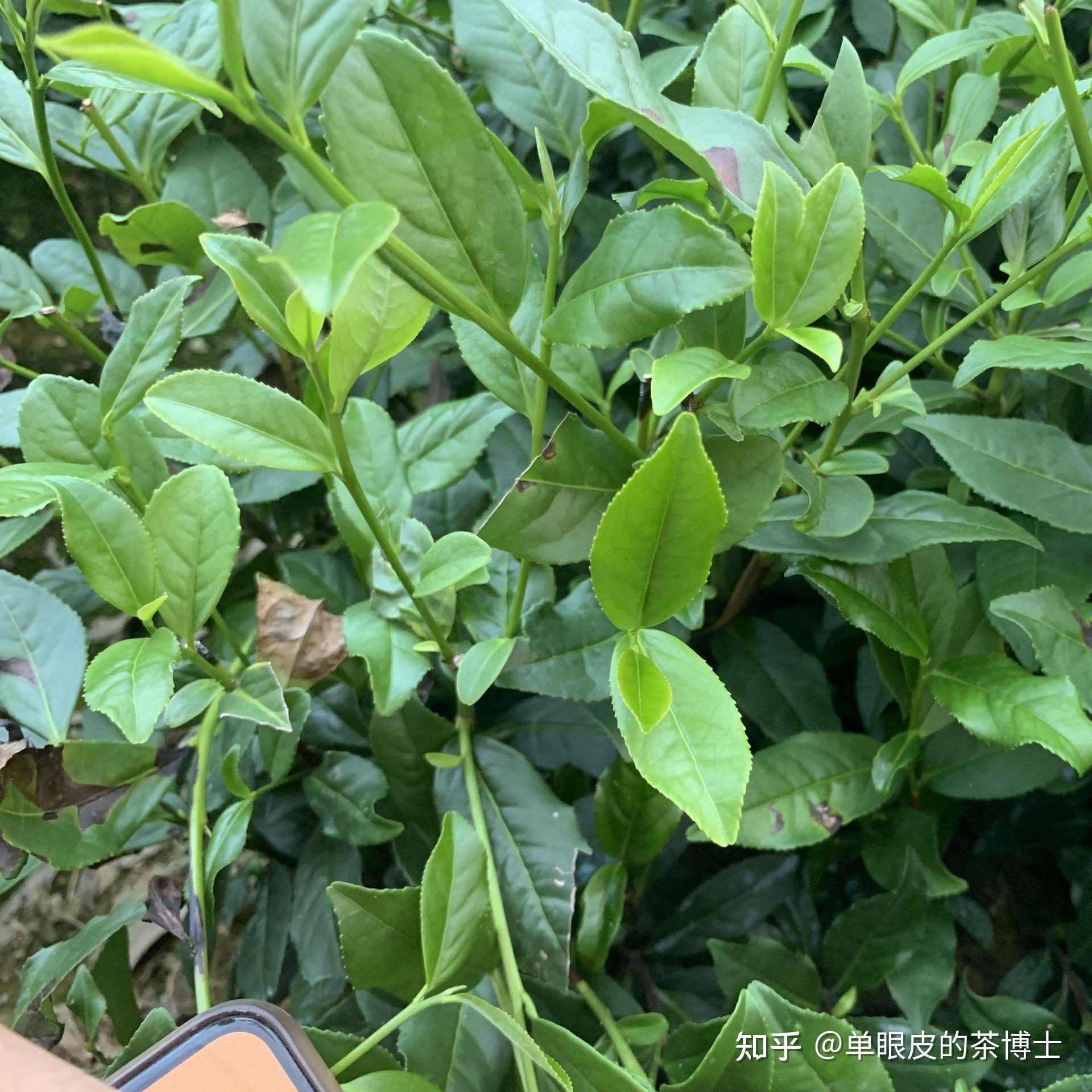 茶树品种——金牡丹