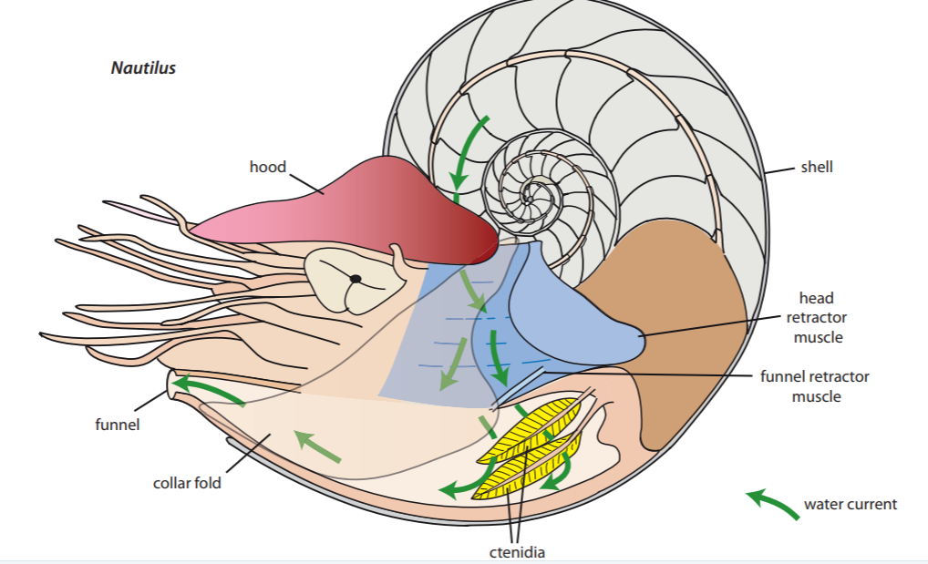 头足类的呼吸睡前软体动物学49