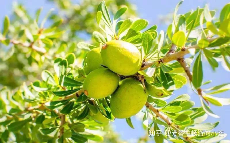 植物科屬:山欖科牛油果屬主要產地:西非,中非萃取部位:種子萃取方式