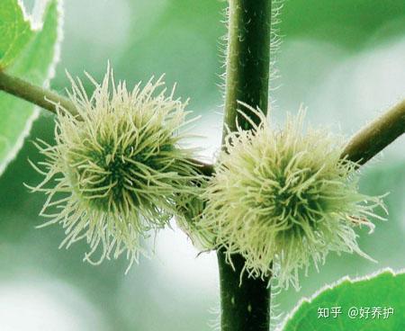 路边的美食“构树”，全身都是宝！ - 知乎