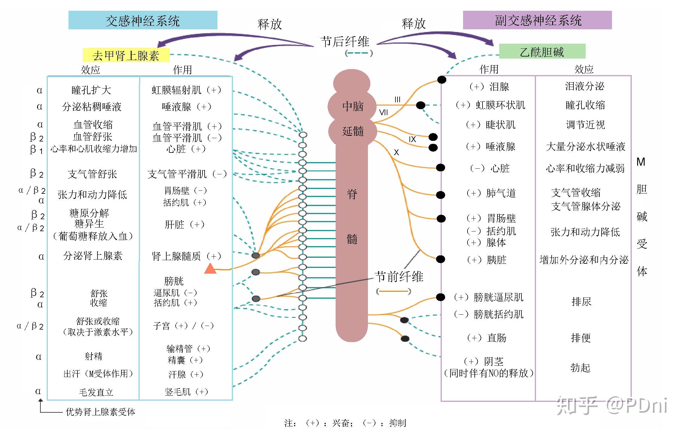 腎上腺素激增的體育盛事