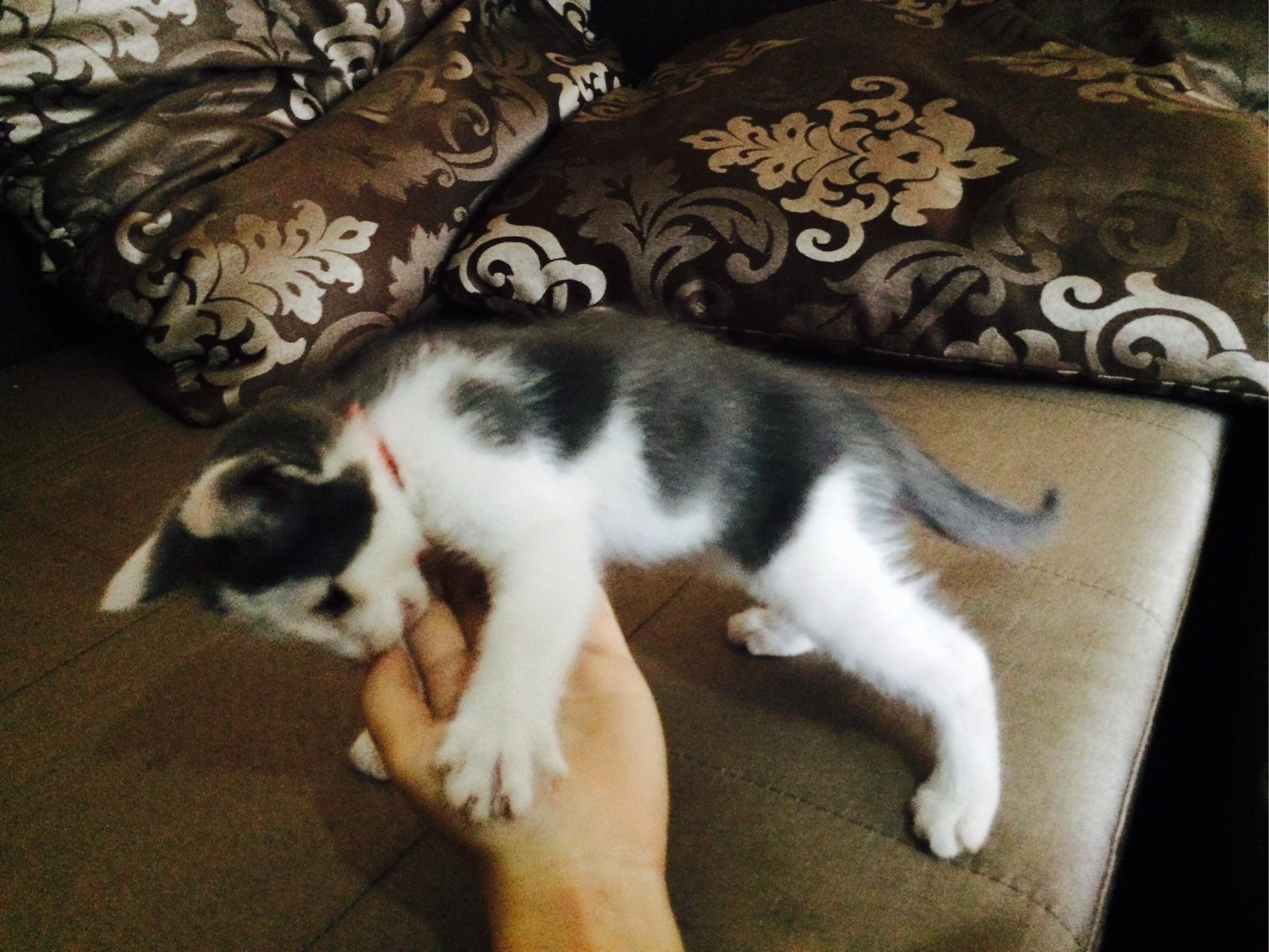 家里有两只猫,小猫看起来很小,但是已经在吃猫